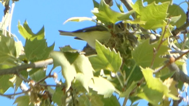 Eastern Warbling Vireo - ML657151256