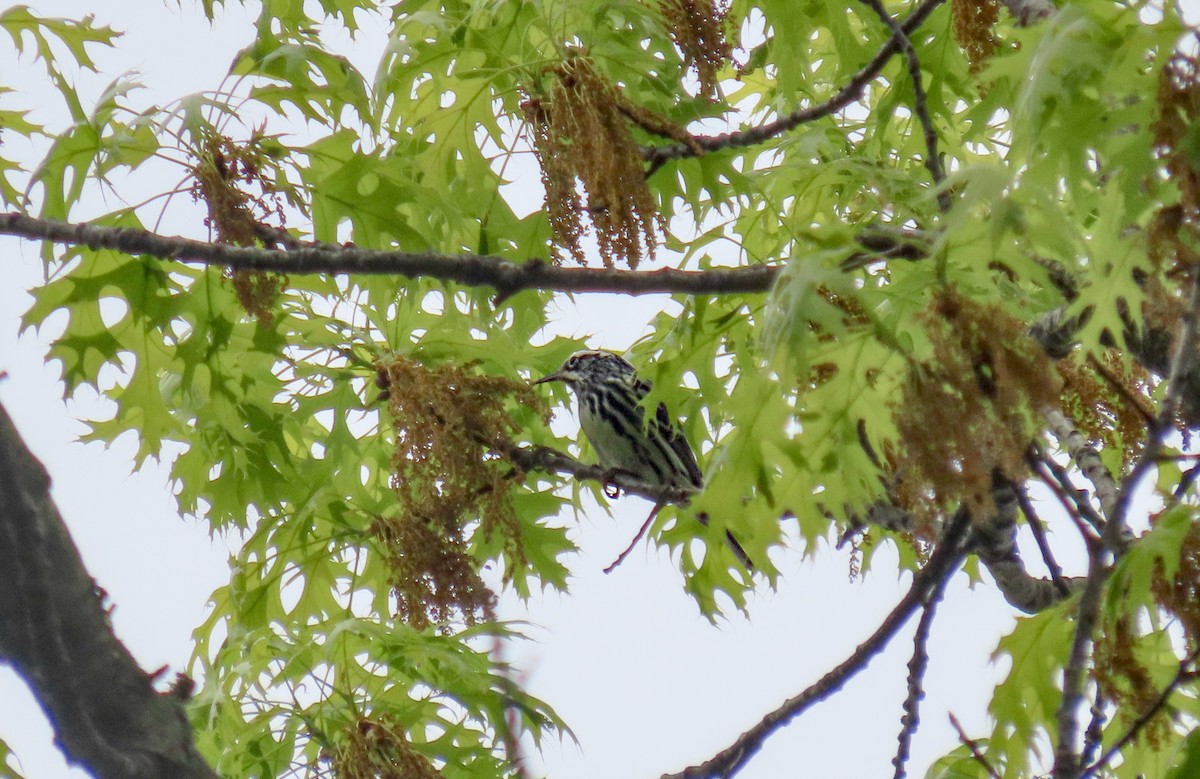 Black-and-white Warbler - ML657151484