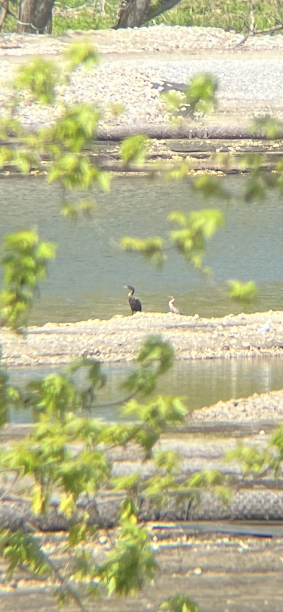 Double-crested Cormorant - ML657151585