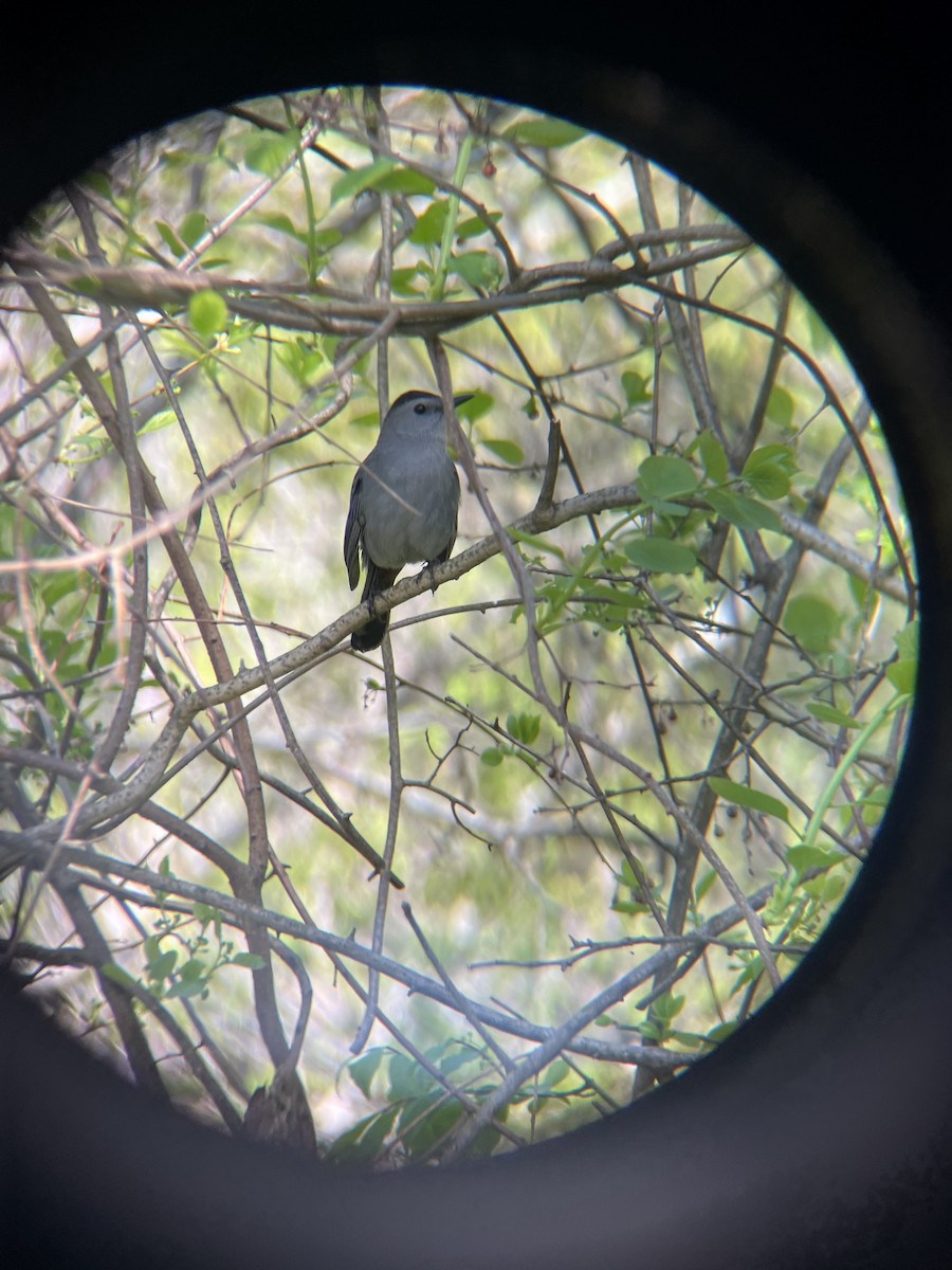 Gray Catbird - ML657151692
