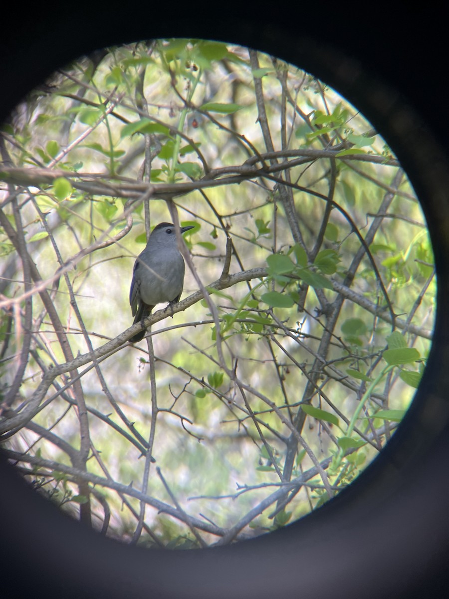Gray Catbird - ML657151693
