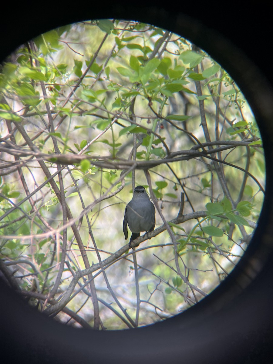 Gray Catbird - ML657151694