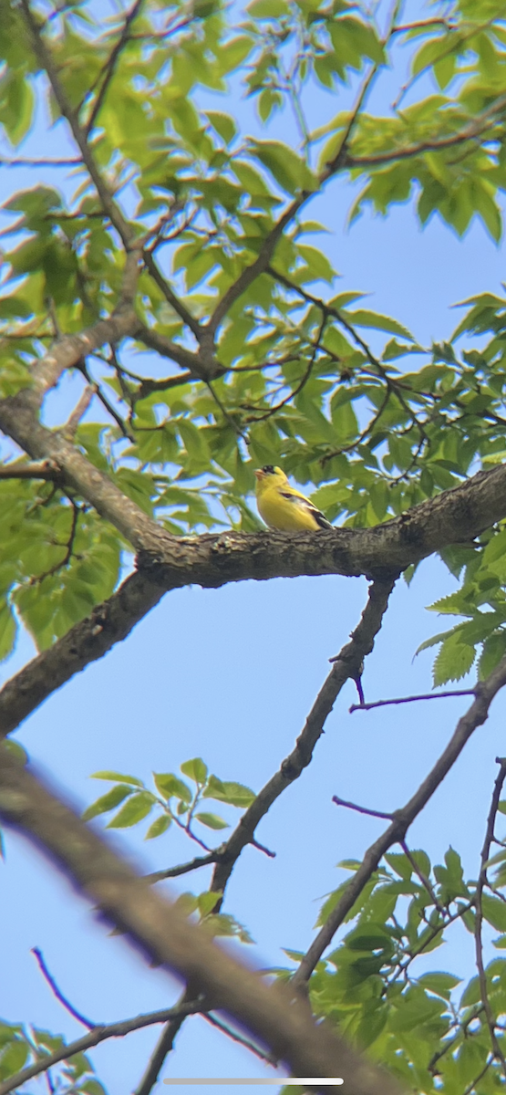 American Goldfinch - ML657151780