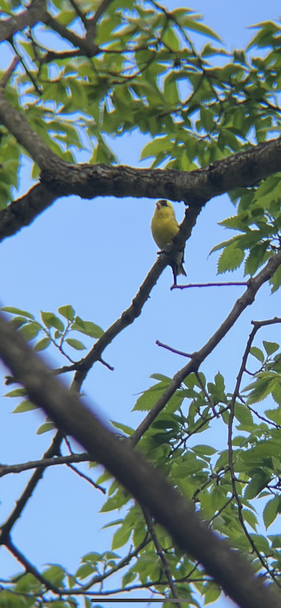 American Goldfinch - ML657151781