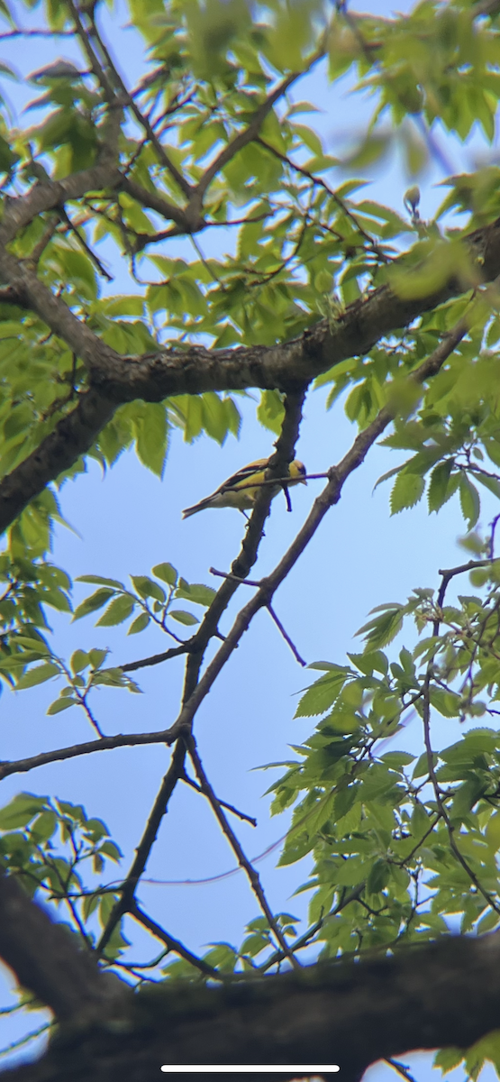 American Goldfinch - ML657151782