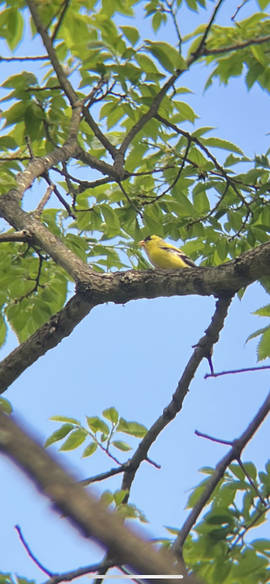 American Goldfinch - ML657151783
