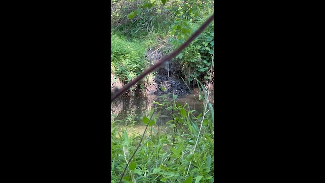 Речной певун - ML657151861
