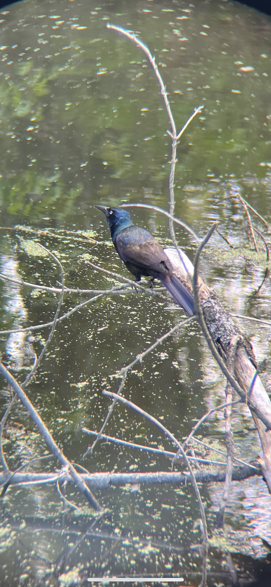 Common Grackle - ML657151924