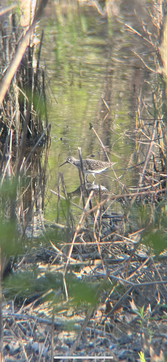 Solitary Sandpiper - ML657152277