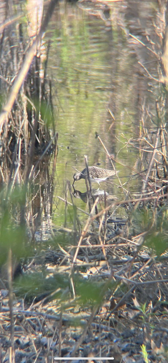 Solitary Sandpiper - ML657152278