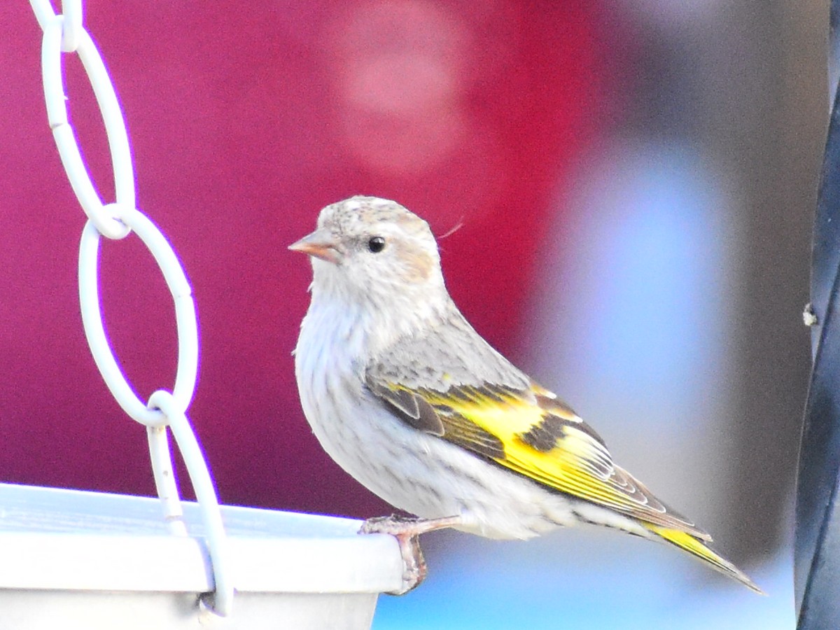 Pine Siskin (green morph) - ML657152442