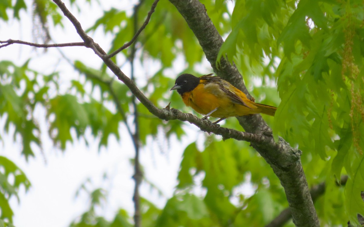 Baltimore Oriole - ML657152725