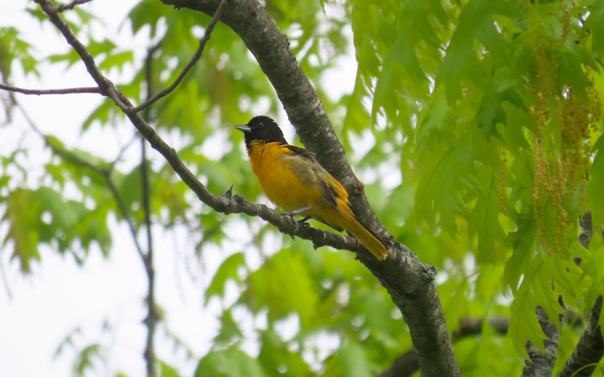 Baltimore Oriole - ML657152728