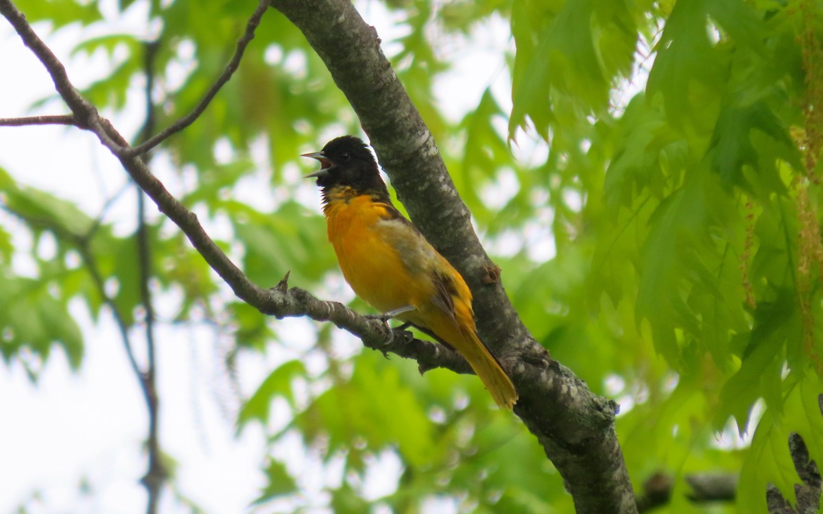 Baltimore Oriole - ML657152734