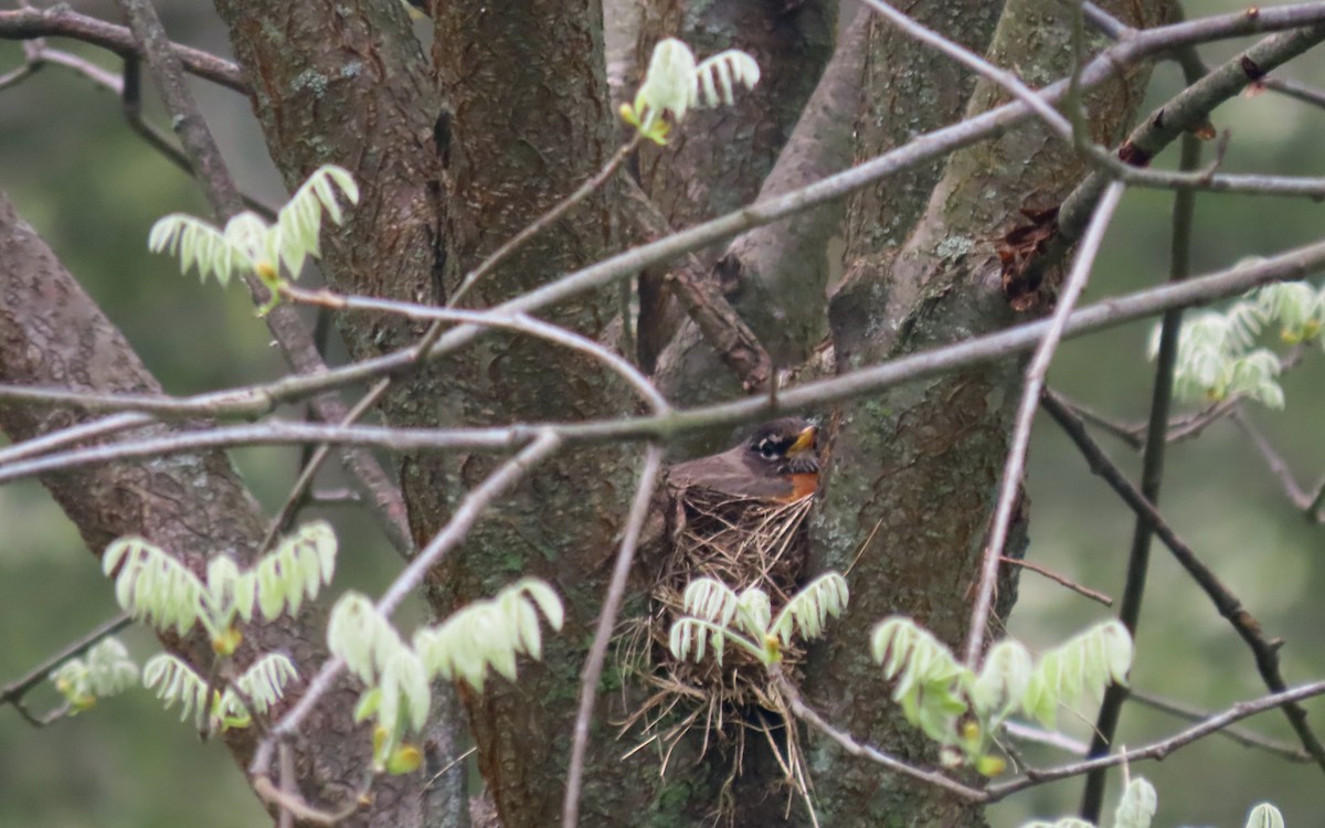 American Robin - ML657153028