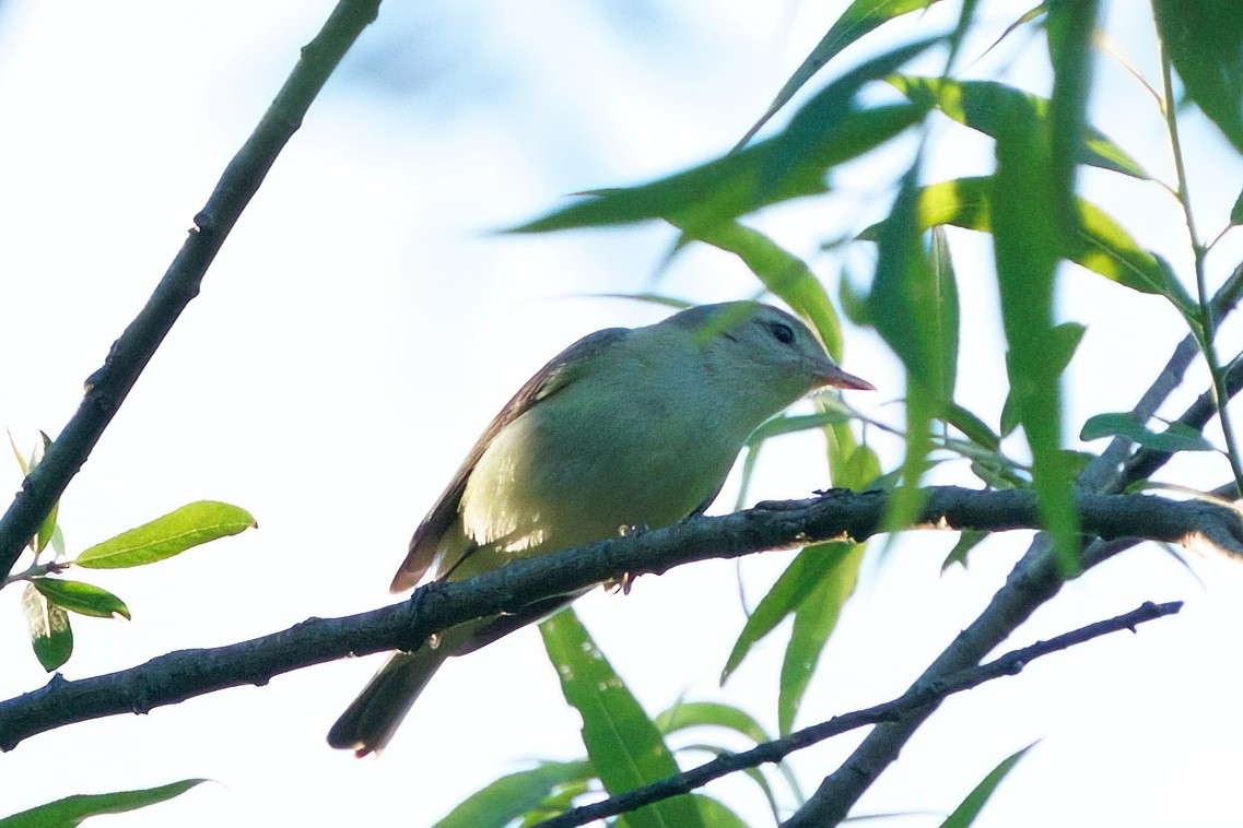 Eastern Warbling Vireo - ML657154445