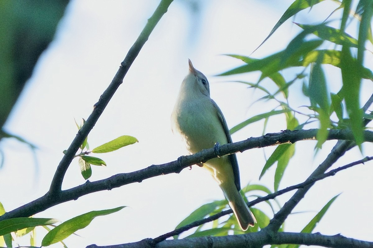Eastern Warbling Vireo - ML657154446