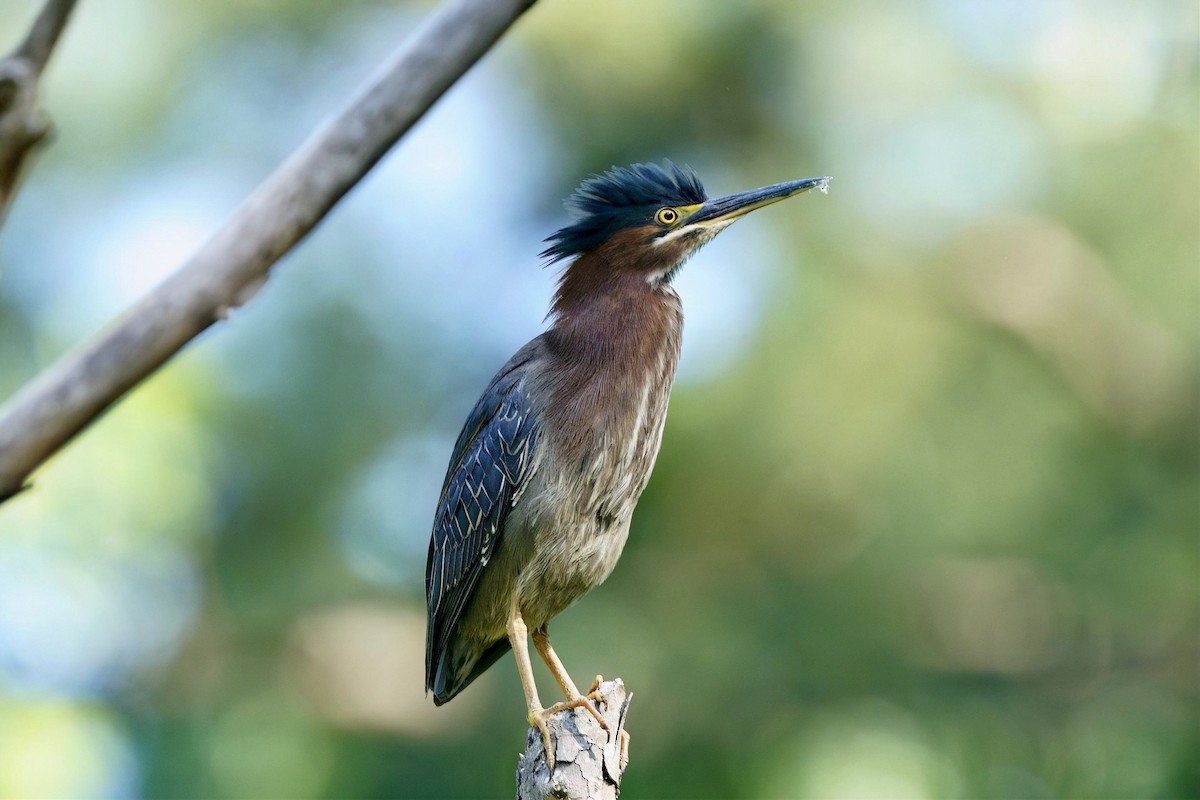 Green Heron - ML657154623