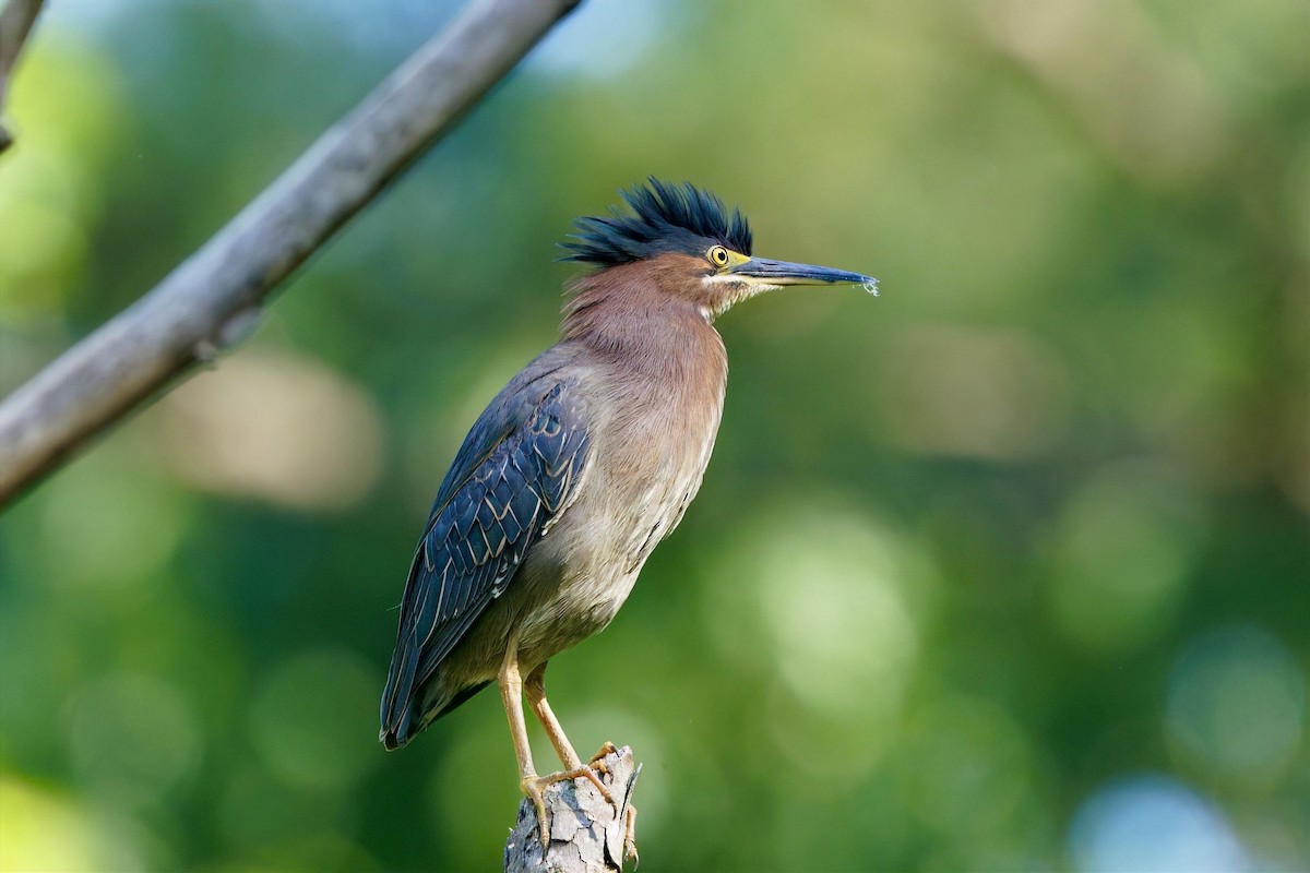 Green Heron - ML657154624