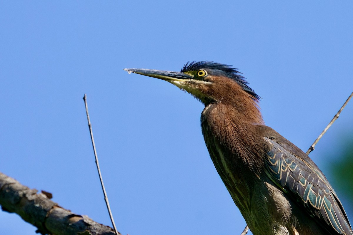 Green Heron - ML657154625