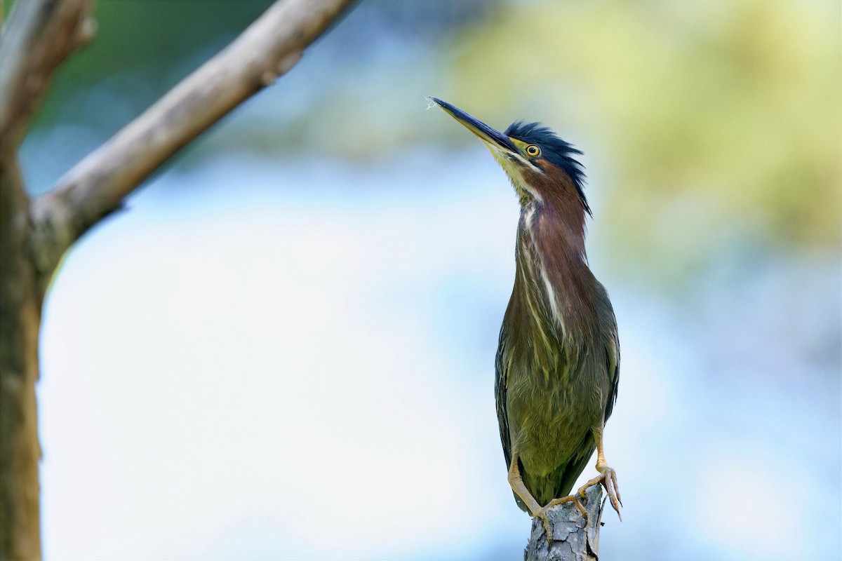Green Heron - ML657154626