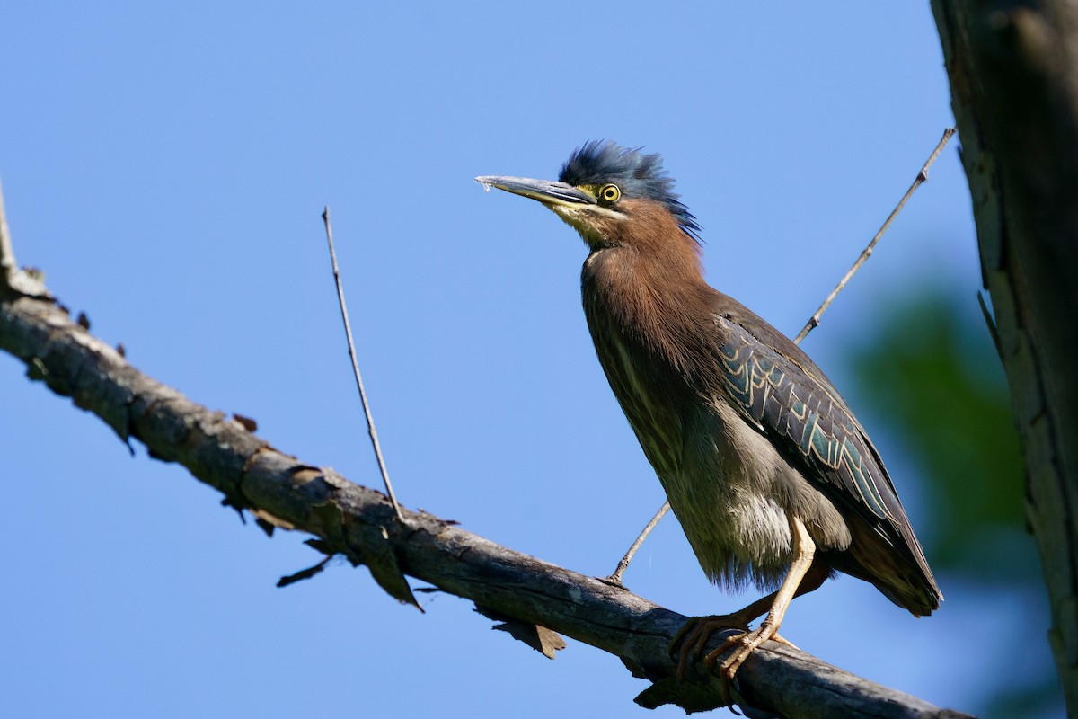 Green Heron - ML657154627