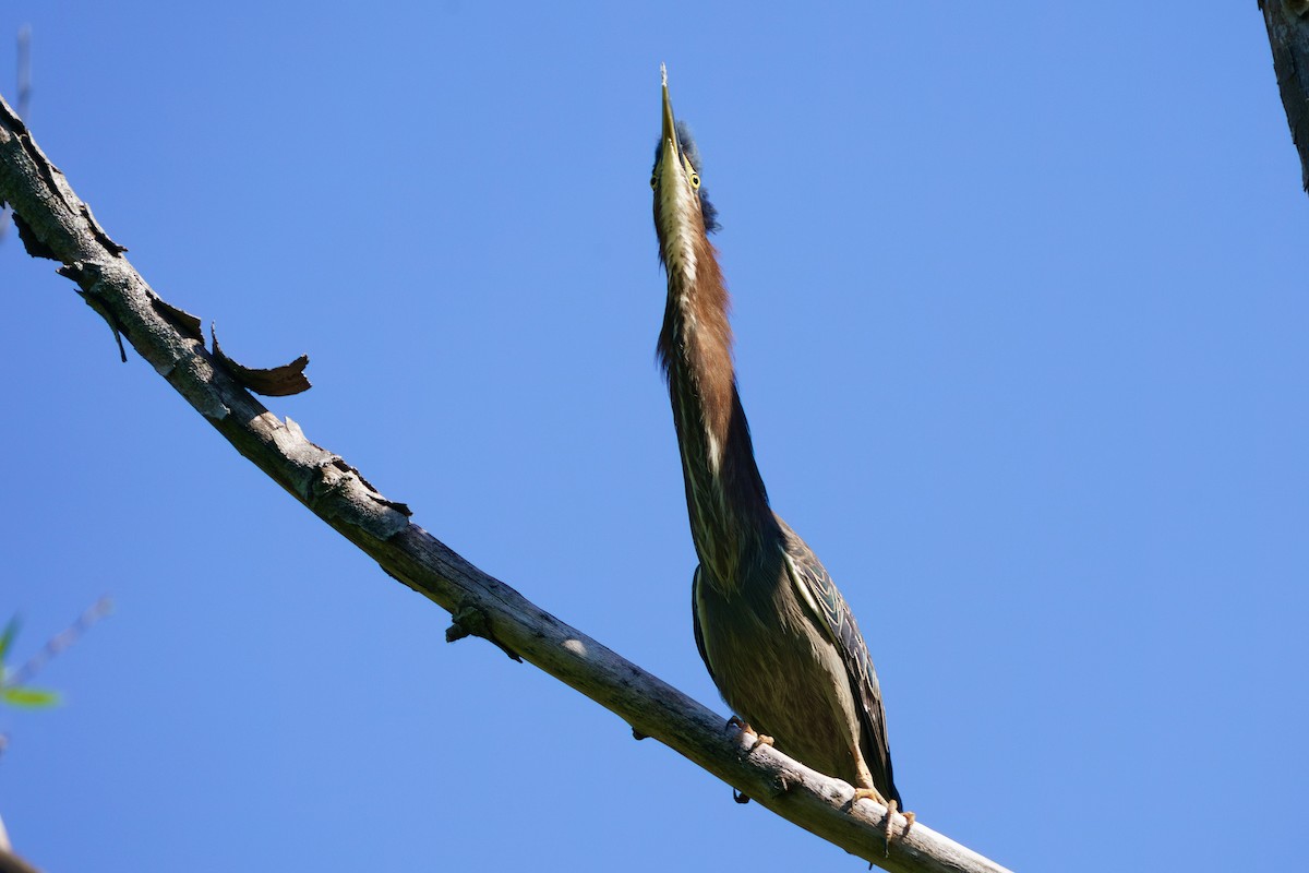 Green Heron - ML657154630