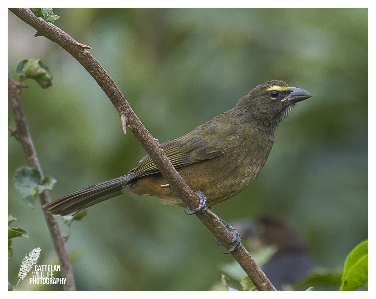 Cinnamon-bellied Saltator - Vittorio Cattelan
