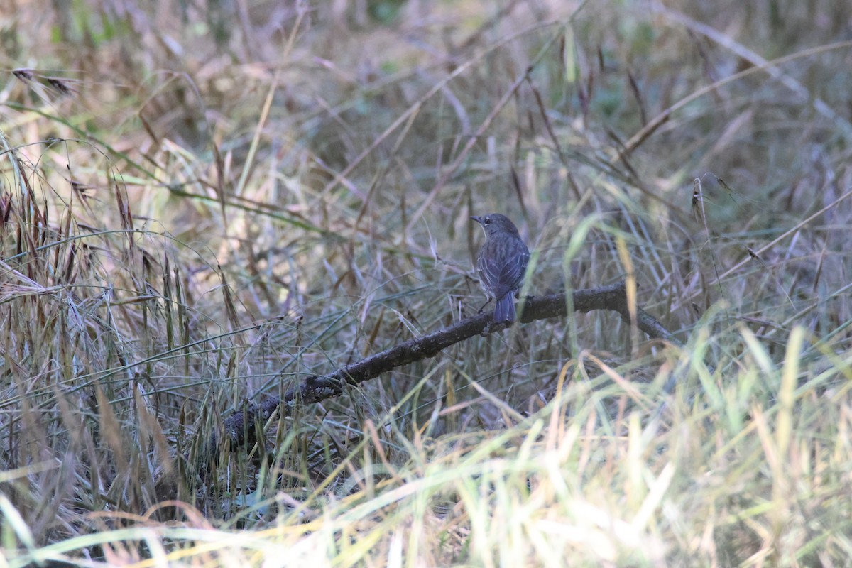 Kronenwaldsänger (Audubonwaldsänger) - ML657156232
