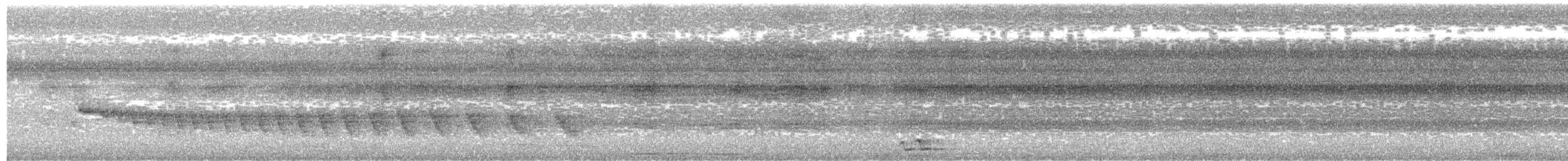Grauband-Ameisenvogel - ML657156248