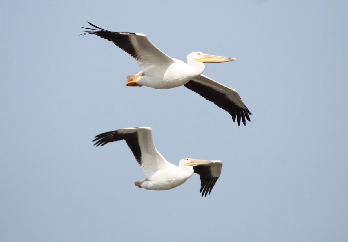 American White Pelican - ML65715681