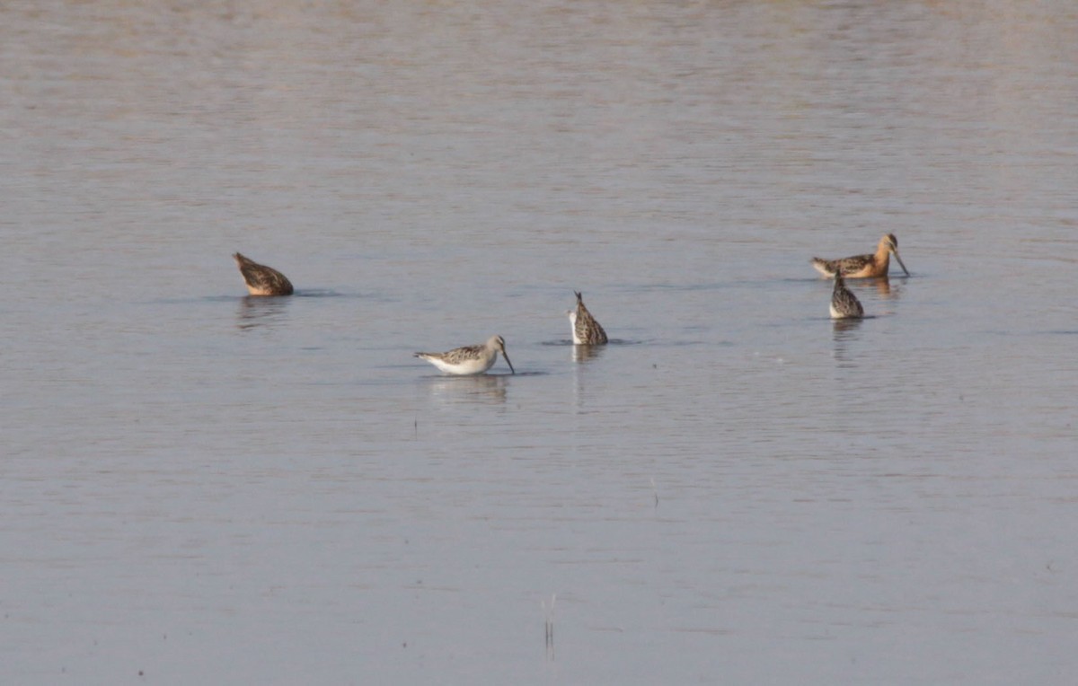 Stilt Sandpiper - ML65715751