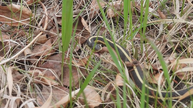 Garter Snakes - ML657157743