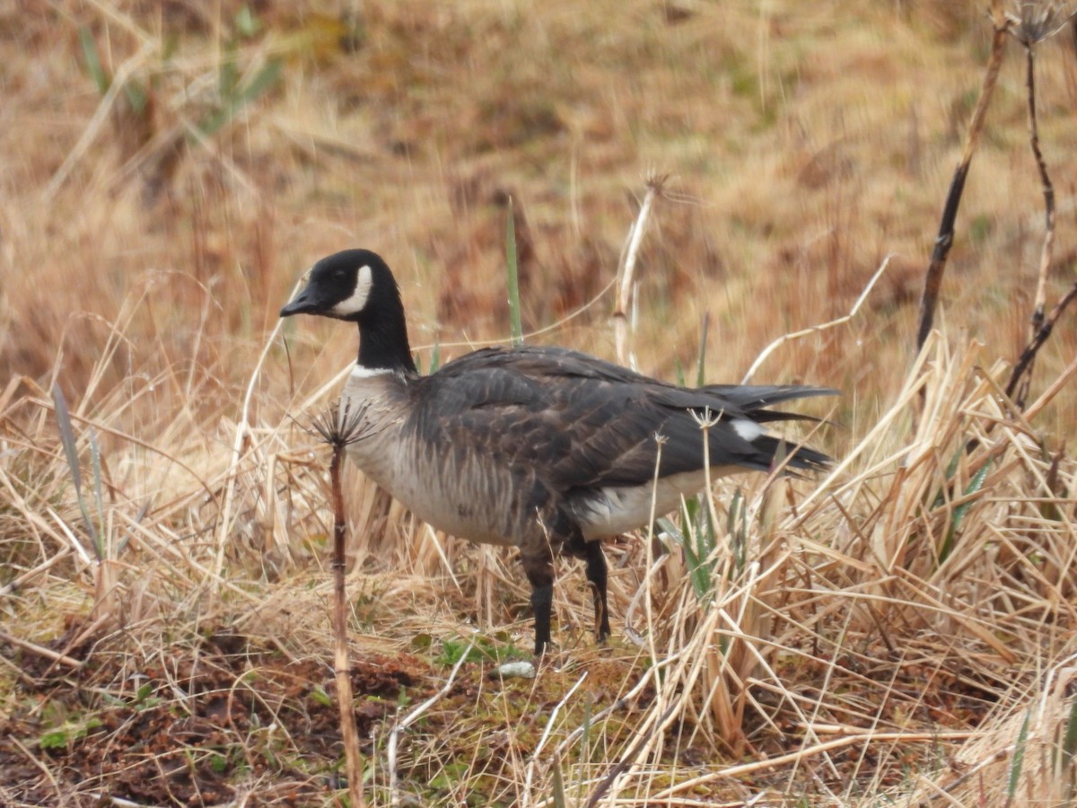 Cackling Goose - ML657158262