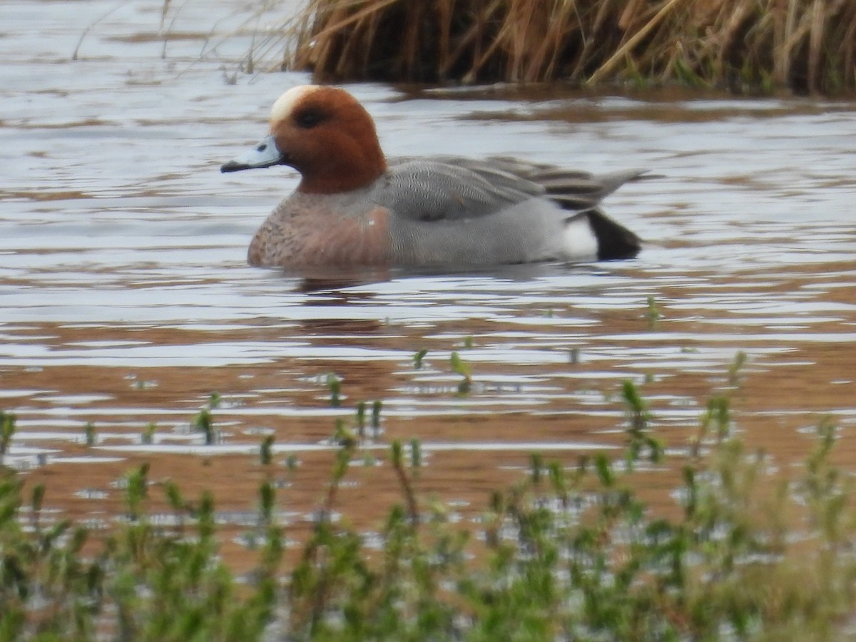Eurasian Wigeon - ML657158273