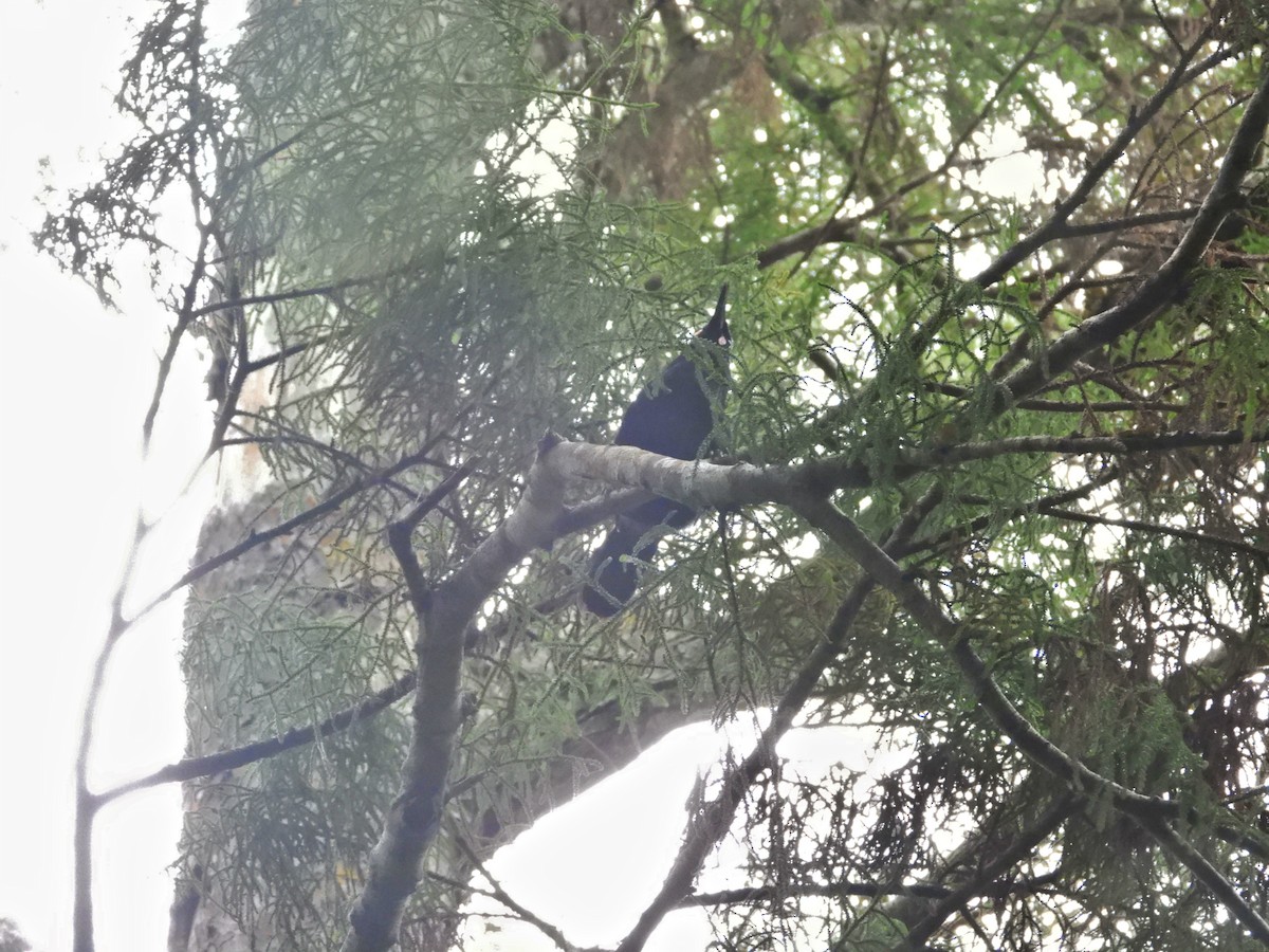 Tieke de Isla Sur - ML657159006