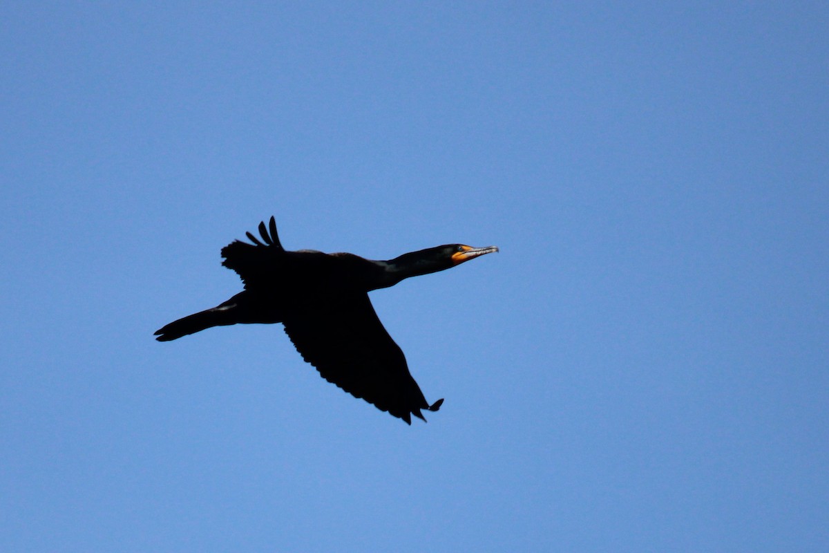 Cormorán Orejudo - ML657159014