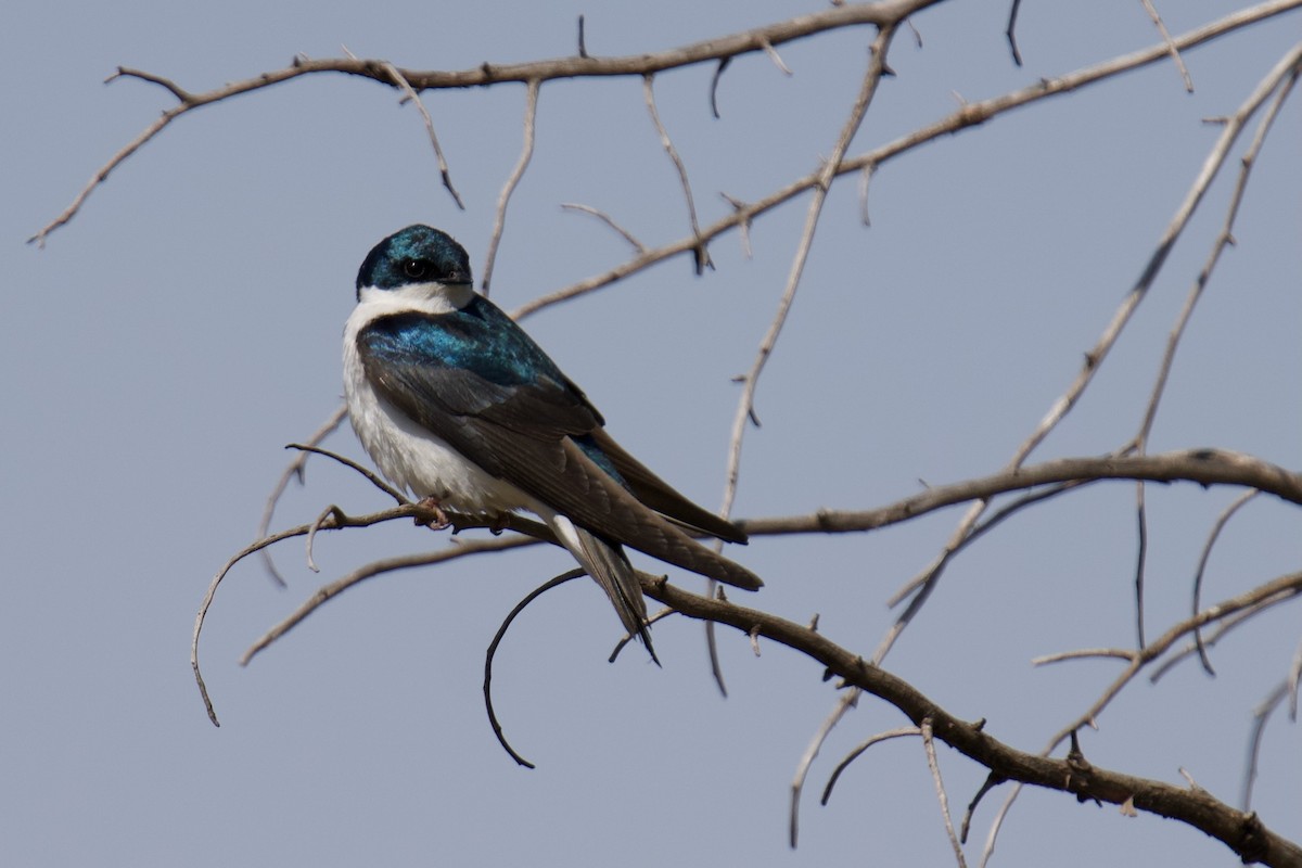 Golondrina Bicolor - ML657159015