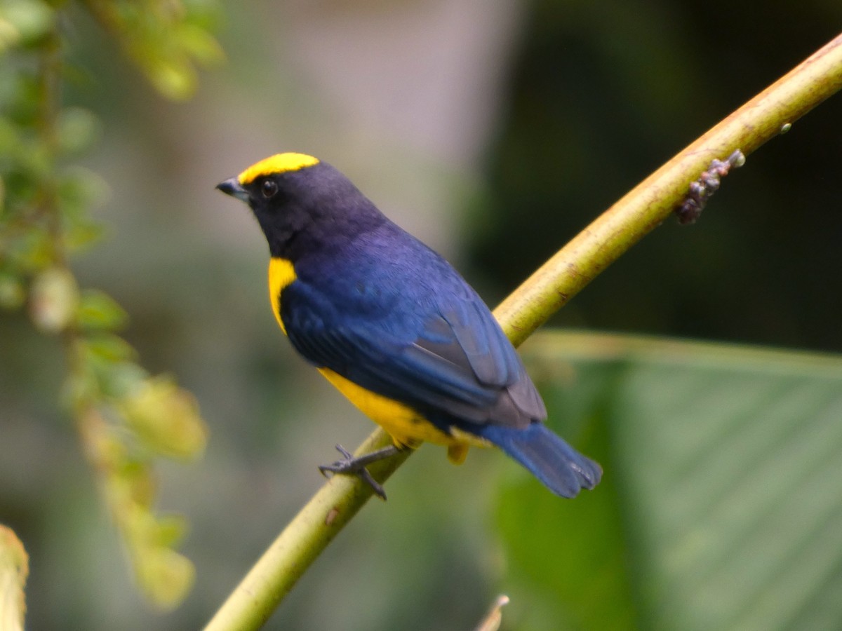 Eufonia Ventrinaranja - ML657159016