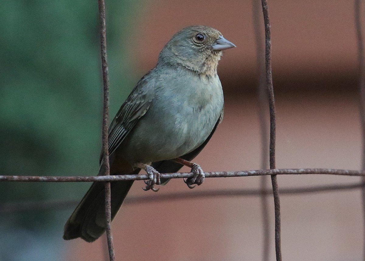 Toquí Californiano - ML657159038
