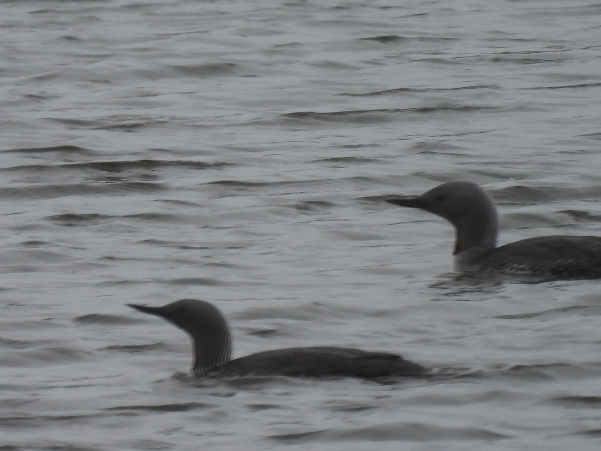 Red-throated Loon - ML657159361