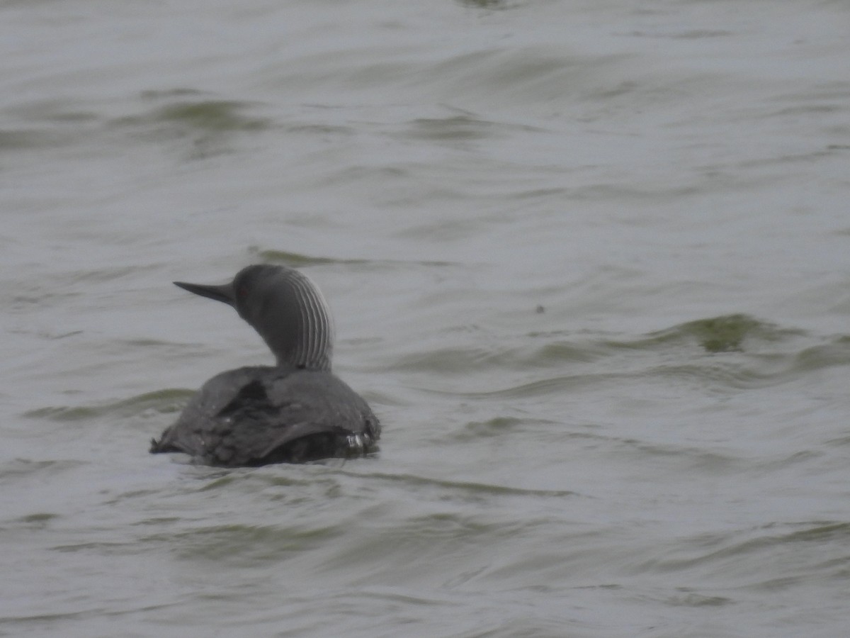 Red-throated Loon - ML657159362