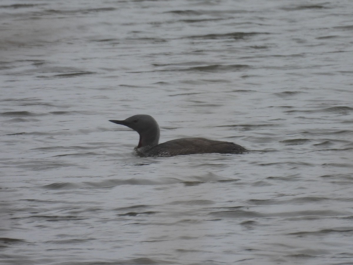 Red-throated Loon - ML657159363