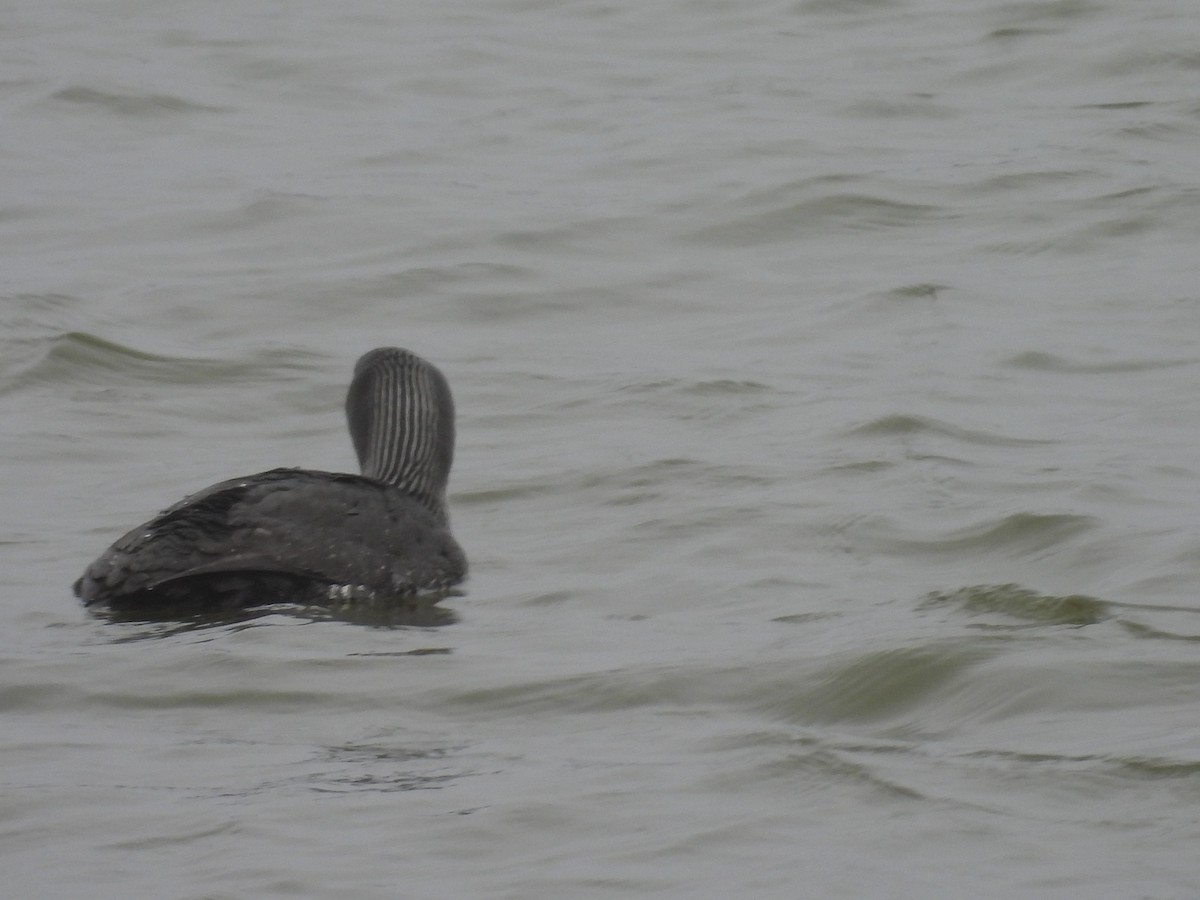Red-throated Loon - ML657159364