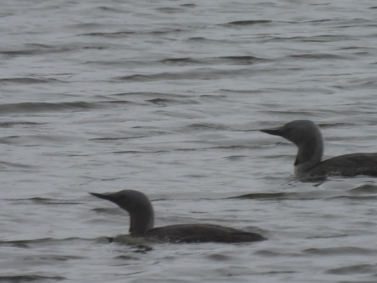 Red-throated Loon - ML657159365