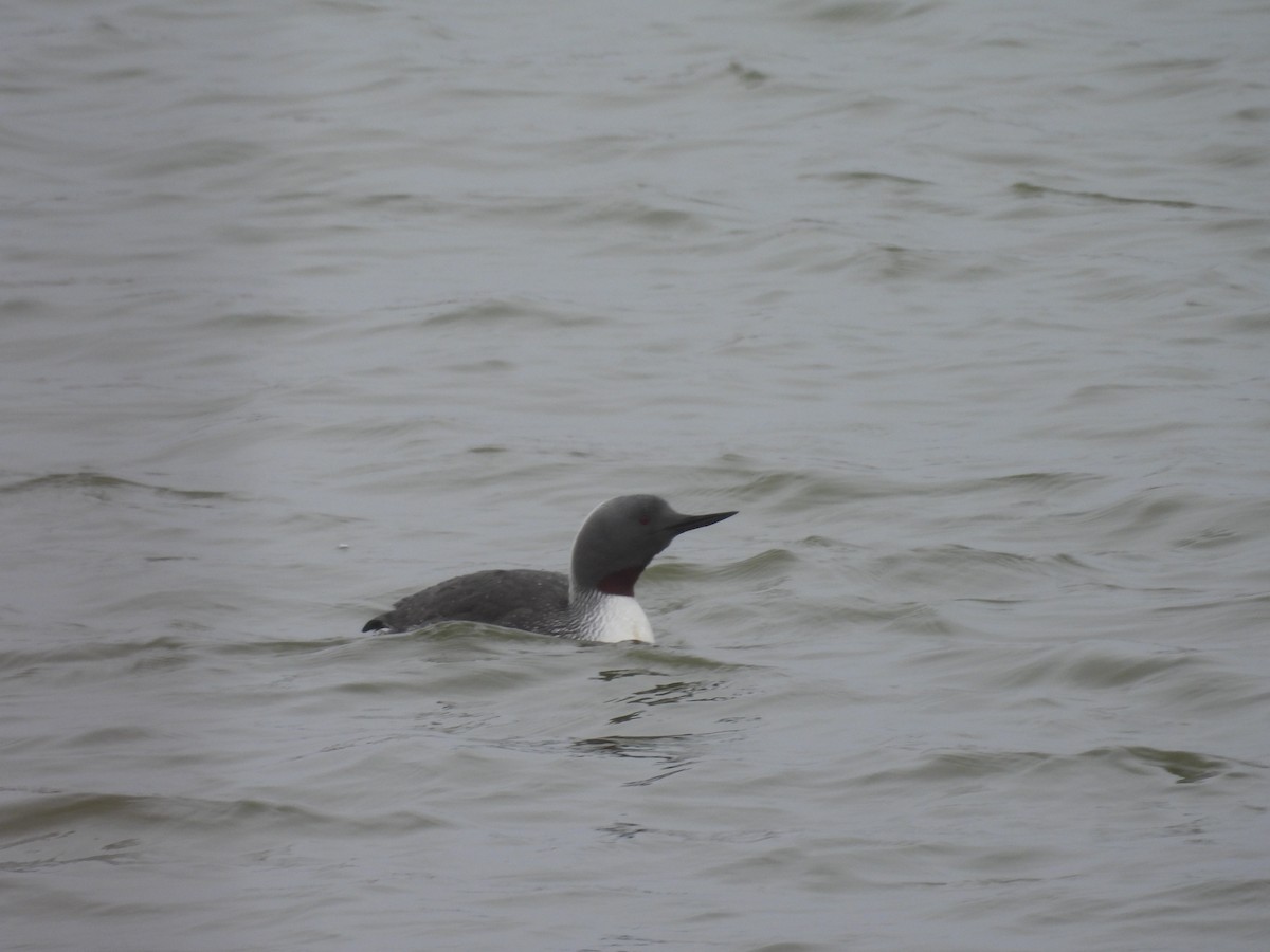 Red-throated Loon - ML657159418