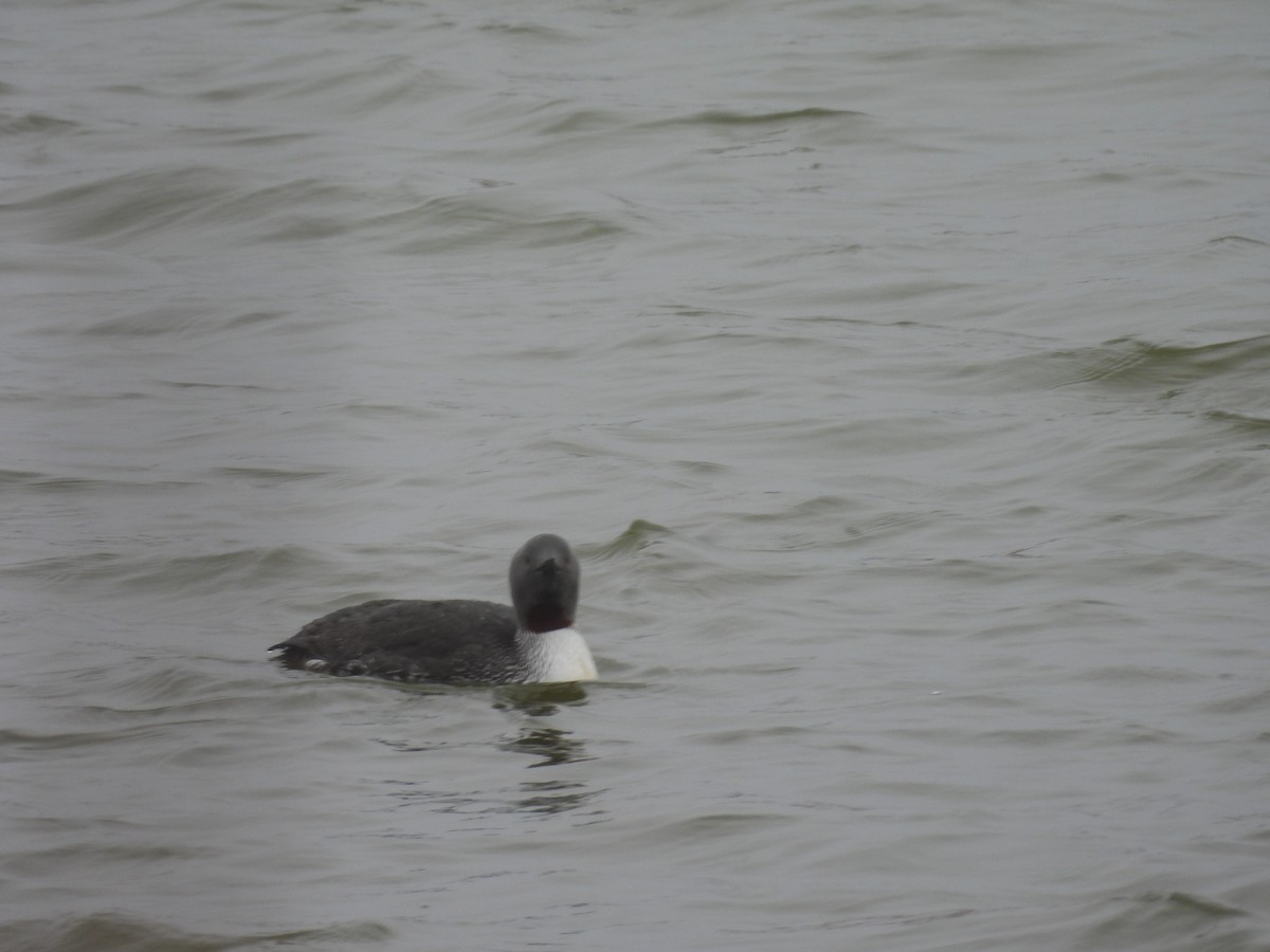 Red-throated Loon - ML657159419