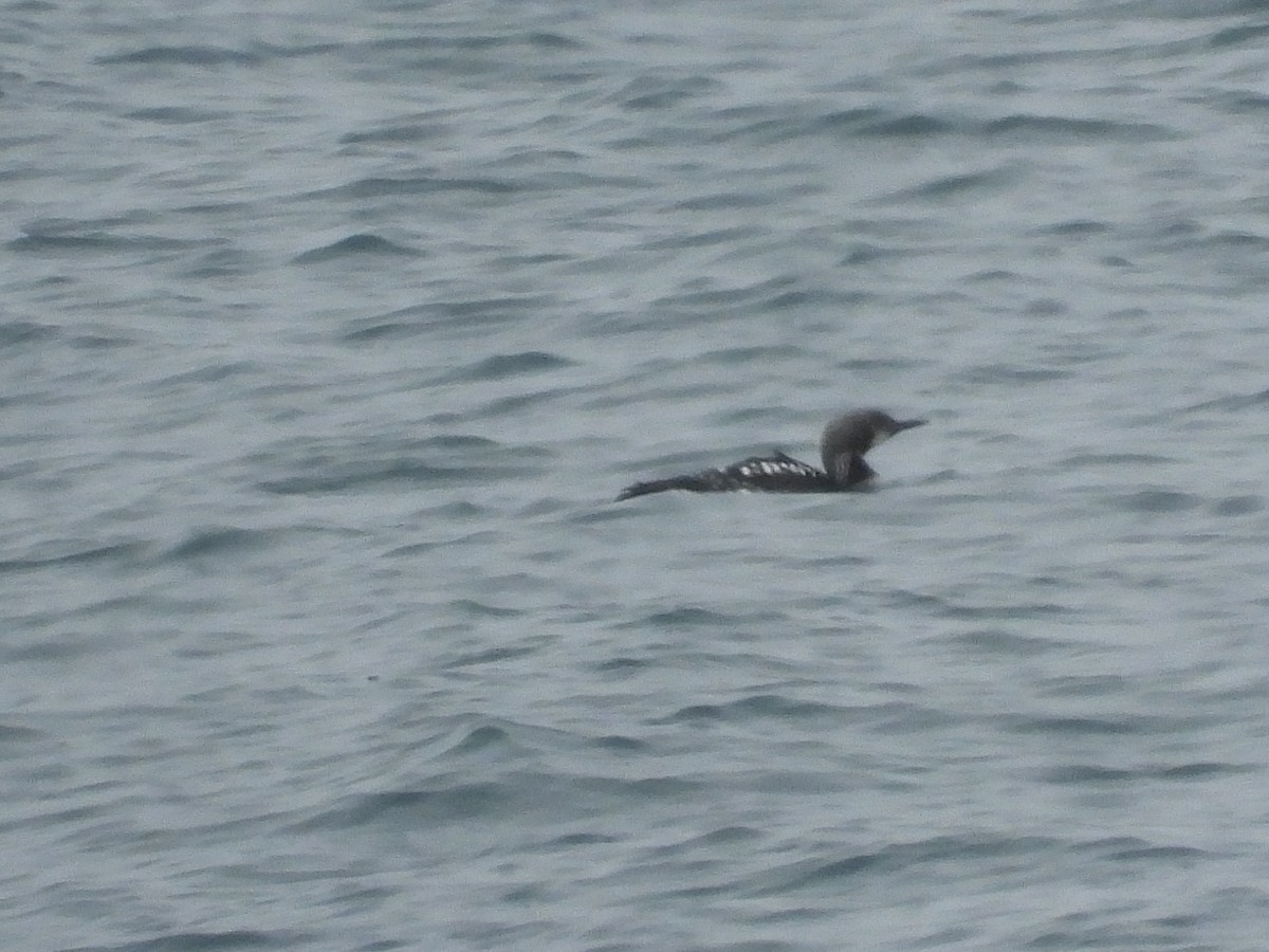 Arctic Loon - ML657159492