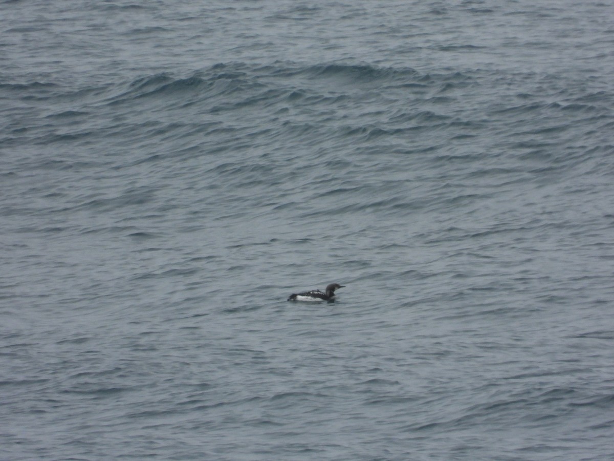 Arctic Loon - ML657159493