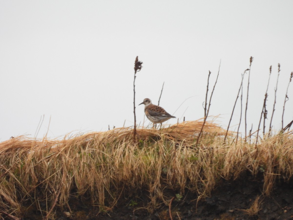 Rock Sandpiper - ML657159578